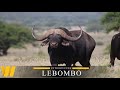 Cape buffalo breeding bull Lebombo