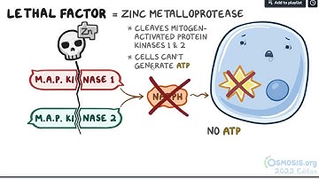 Bacillus anthracis (Anthrax)