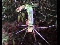 view Mate binding behavior of male orb-web &quot;Nephila pilipes&quot; spider digital asset number 1