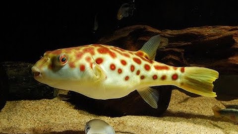 Cá nóc đốm đỏ - loài cá nóc nước ngọt giá trị cực kỳ cao