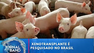 Brasil avança em pesquisas de transplante de animais para humanos | Jornal da Band