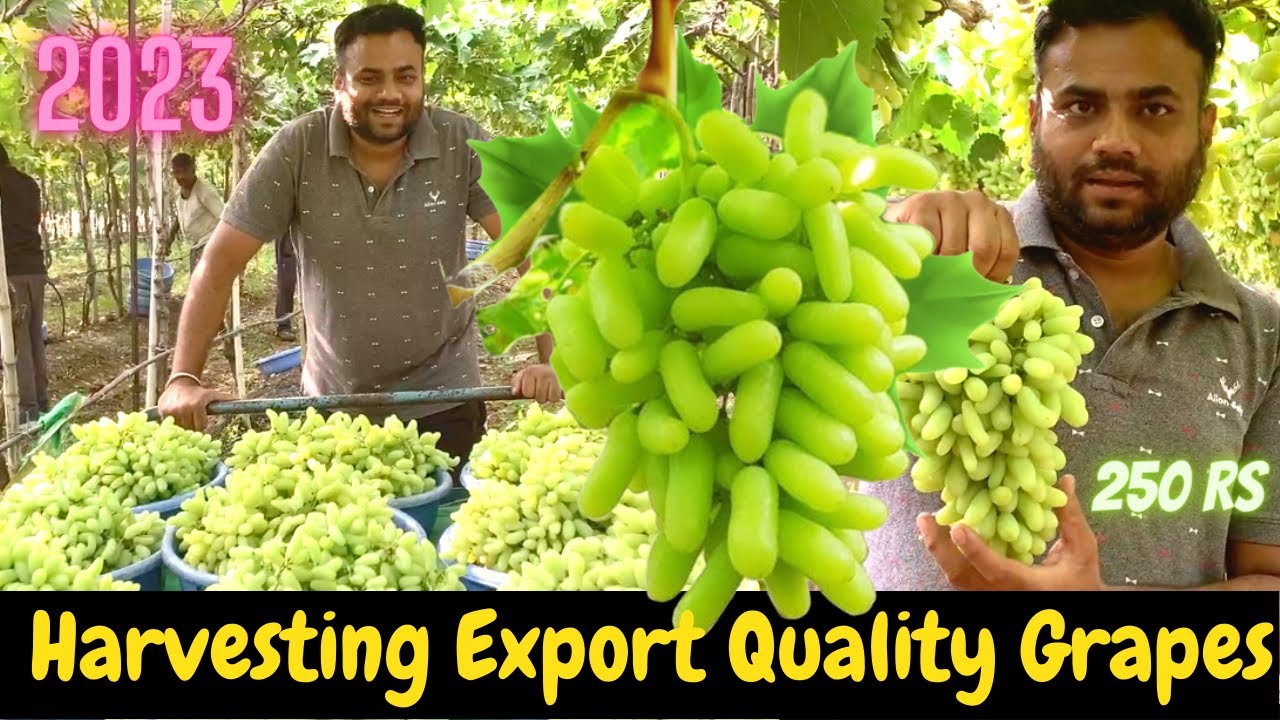 ये Quality का माल सिर्फ अपने area के जंगल में  ही मिलता है। 250 रुपये से बिका !! Grapes of INDIA