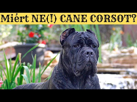 Videó: Miért a cane corso fülvágást?