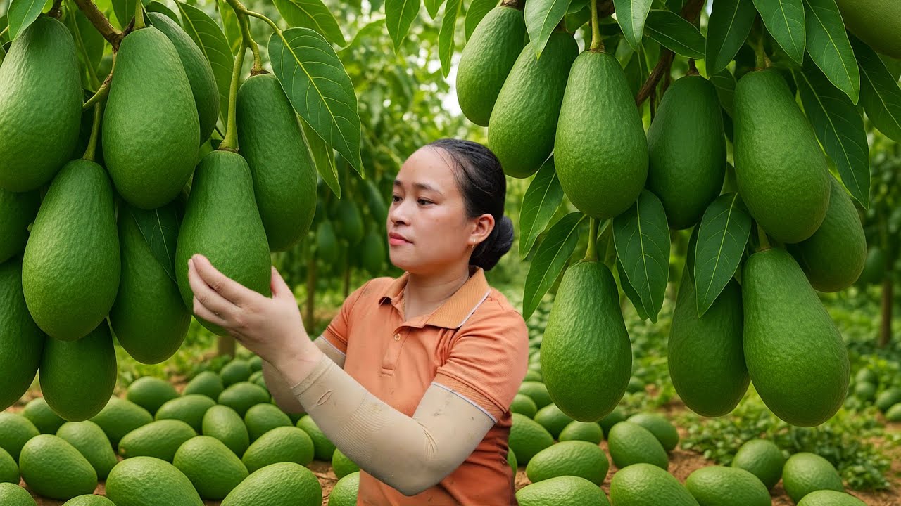 Harvesting Green Avocado Garden to Sell at Market, Growing Beans, Gardening