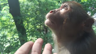 He wants human's love🥺 |Monkey by cute cat Bunny and Tofu♡︎ 829 views 1 year ago 2 minutes, 41 seconds