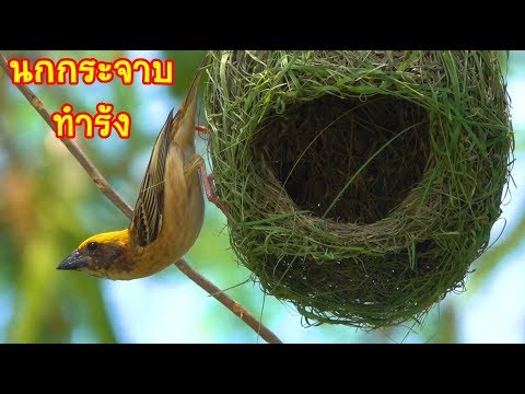 วีดีโอ: นกสร้างรังได้อย่างไร
