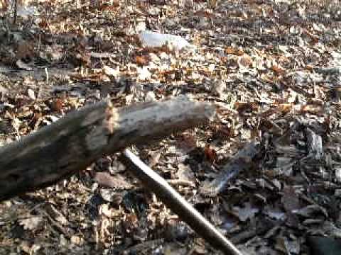 Deadfall Trap with sticks and paracord rope.
