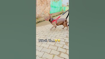 Pitbull Vs desi dog 😳😳 #RuchiAk47 #pitbulldog #dangerous #petlovers #viralvideo #viralshort #live
