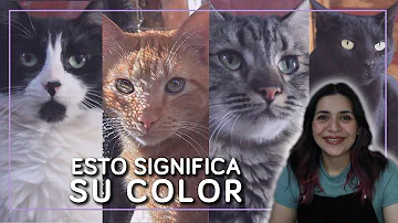¿Afecta el color a la personalidad de los gatos?