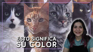 ¿Afecta el color del gato a la personalidad?