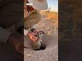 A secret about Meerkats you've never seen before 🥰 #cute