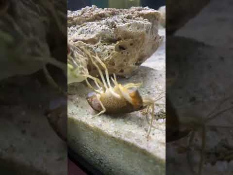 wait till the end for some booty chomping