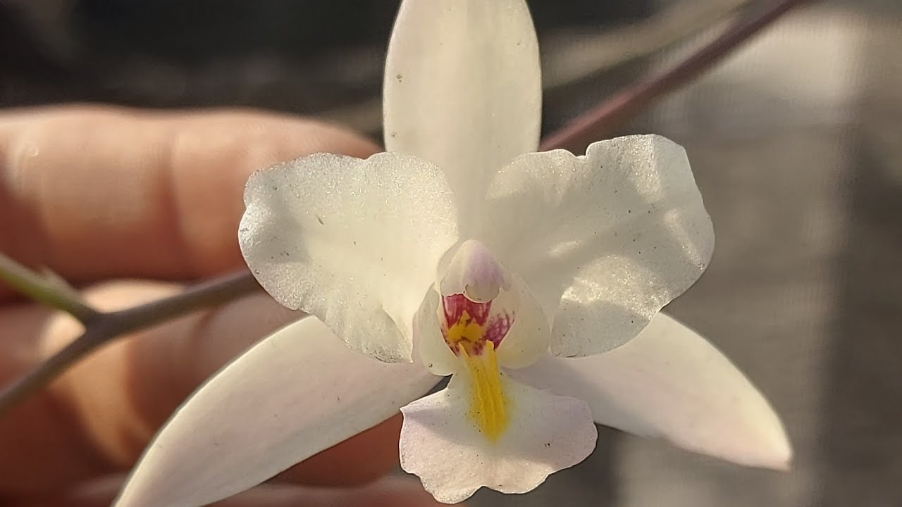 😊😊 LAELIA ALBIDA 😊😊 UNA BELLEZA SENCILLA