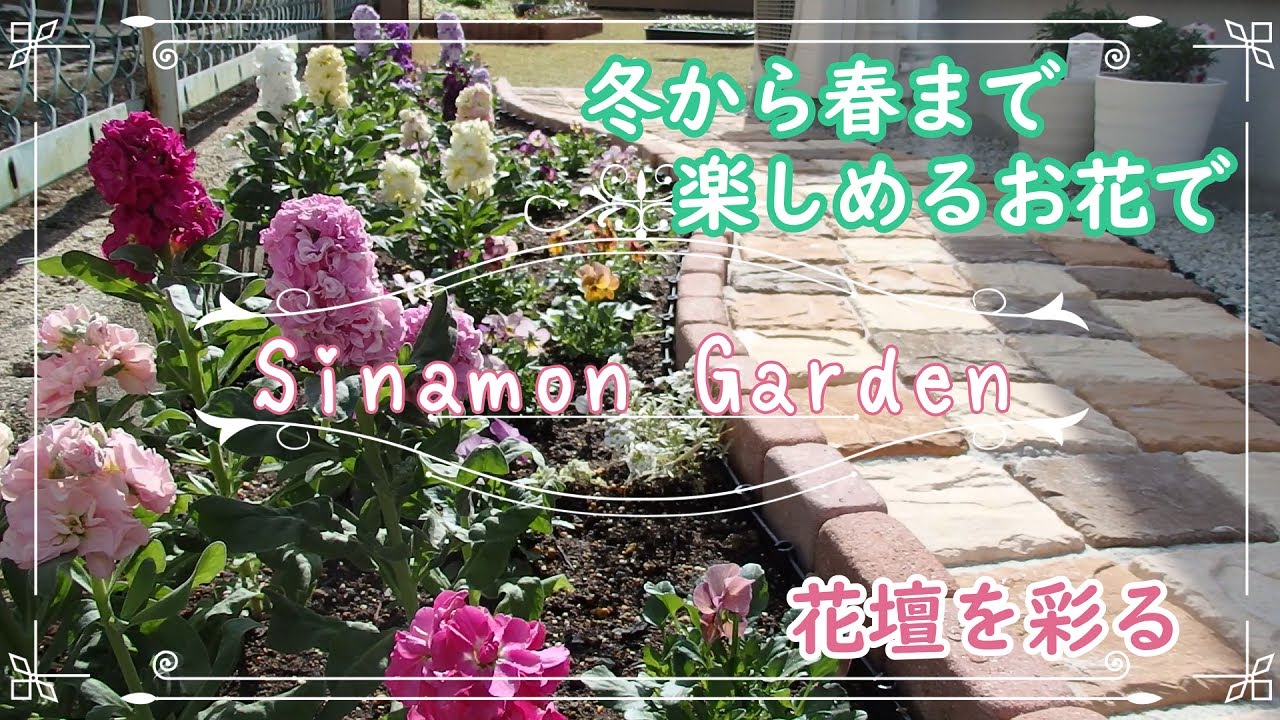 ガーデニング 冬から春まで楽しめるお花で花壇の植付け 種から育てたビオラも 満開になる春が待ち遠しい Youtube ガーデニング 冬から春まで楽しめるお花で花壇の植付け 種から育てたビオラも 満開になる春が待ち遠しい Youtube