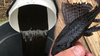 Black TAR WATER Fish SAVES KOI POND From Pond invasion!