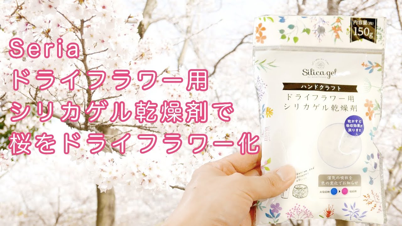 セリアのシリカゲルで桜のドライフラワー化に挑む Youtube