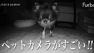 愛犬が好きすぎて24時間監視することにしました。