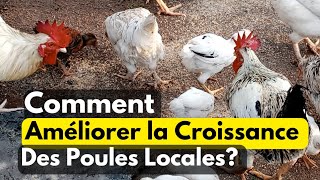3 Méthodes Pour Améliorer La Croissance des Poules Locales.