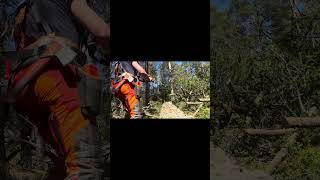 Uphill debranching can be challenging 🌲#chainsaw #forestwork #husqvarna #logging
