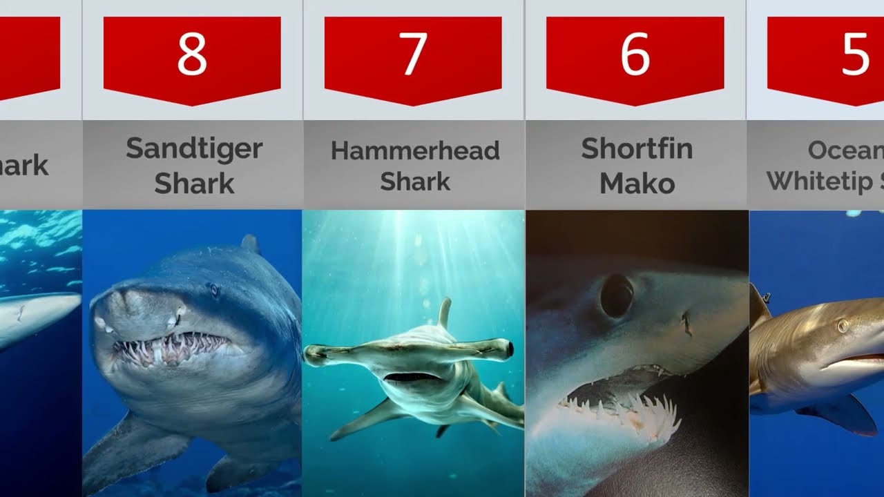 10 Most DANGEROUS Sharks in the World!