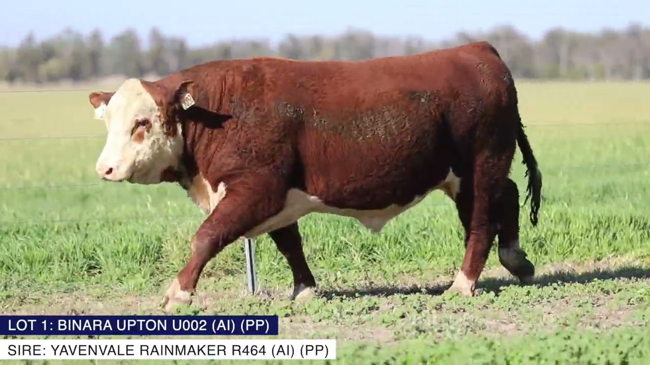LOT 1 - BINARA POLL HEREFORD STUD 2025