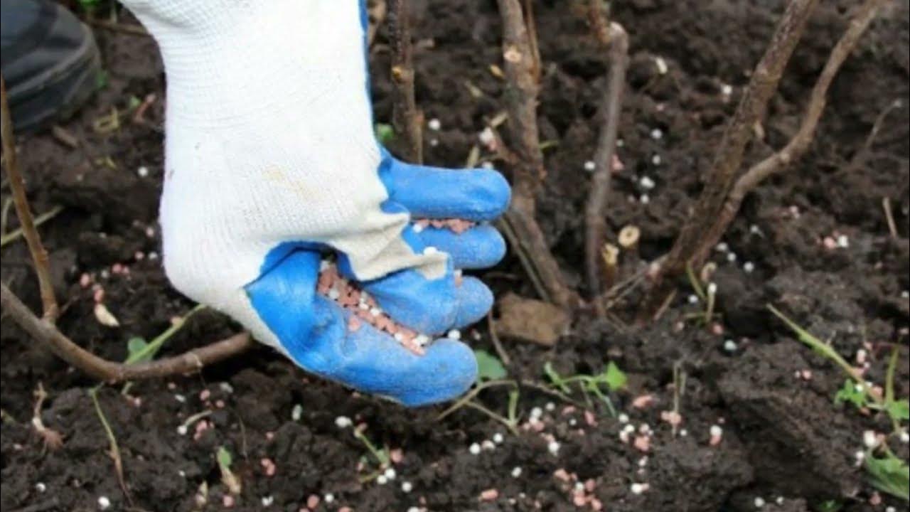 Фосфорно-калийное удобрение осень. Кусты смородины в мульче. Когда вносят осеннее удобрение под кустарники. Удобрения для сада. Удобрения для огорода.