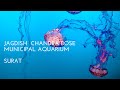 Jagdish Chandra Bose Muncipal Aquarium/Fish Aquarium/Surat/Aquarium