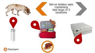 K9 Detection of Bed Bugs – Training a Dog