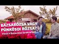 Bazsarózsa vagy pünkösdi rózsa? - Interjú a Bazsarózsa kertészet alapítójával