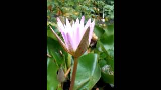 花博公園的蓮花開花了