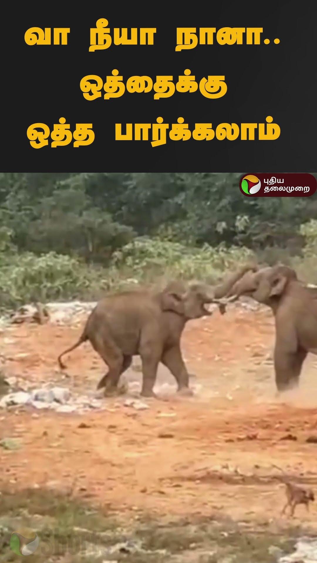 செல்ல சண்டை போட்ட யானைகள் | #shorts | #elephant | #kerala