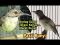 Kolibri Kelapa/Korlap Gacor Sangat Ampuh Untuk Terapi Korlap Malas Bunyi