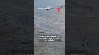 Καρχαριοειδές εμφανίστηκε μια "ανάσα" από την ακτή στο Καβούρι