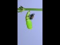 Caterpillar pupating