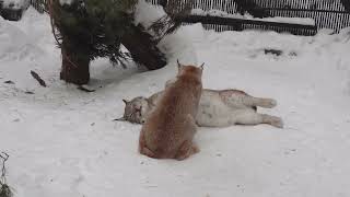 Lynxes Lex And Businka Play Together In The Snow