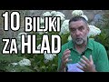 10 biljaka za hlad