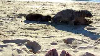 Baby Sea Lions Play Near Peoples Feet At Galapagos