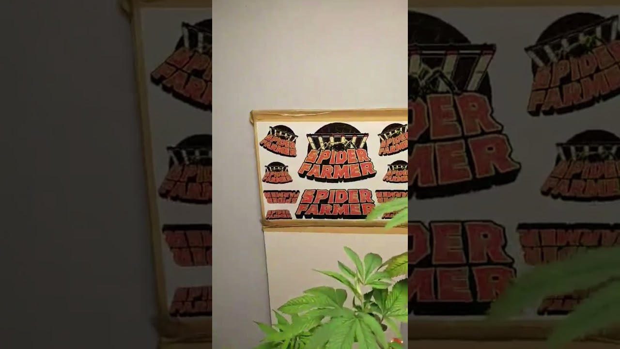 Love these Spider Farmer stickers, LOL😍😍