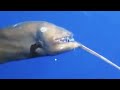 3 strange anglerfish found in the deep ocean by rovs