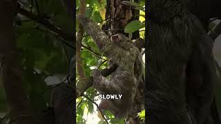 SLOTHS are Lazy And weird Animals #wildanimals #nature #animalfacts #sloths #lazy #weird