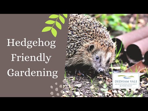 Hedgehog Friendly Gardening Tips