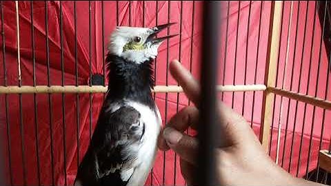 JALAK HONGKONG GACOR