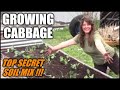 Growing Cabbage In Raised Beds And Containers | Secret Soil Mix