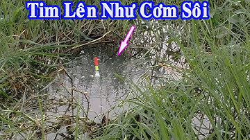 Câu Cá Ổ , Trúng Ổ Cá Trê Khủng Quấn Ổ Lên Tim Khủng Khiếp