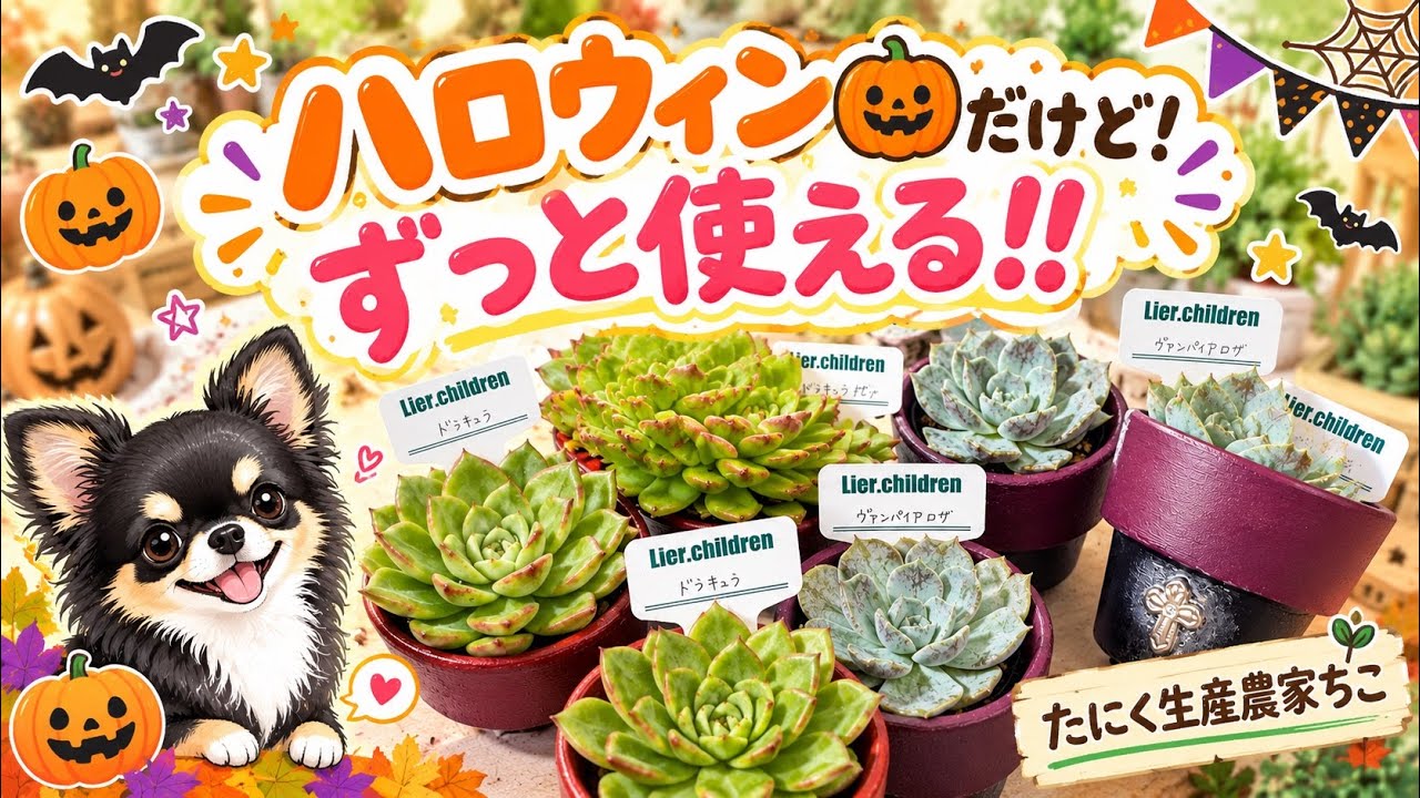 ecoさまお取り置き リメイク　デコパージュ ガーデンプレート　 ハロウィン 多肉植物】【リメイク鉢】ハロウィンだけど🎃ずっと使える‼️ - YouTube
