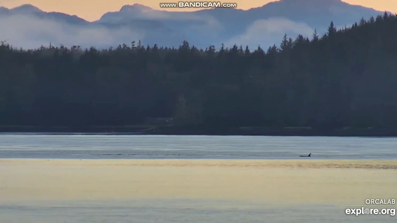 Orca Breaching off Hanson Island, British Columbia 10/9/19 YouTube