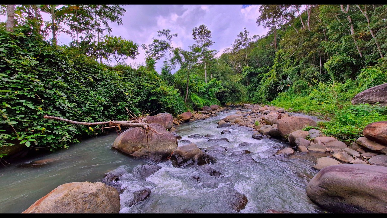 🌿Sleep Better Tonight & Feel Calm – Clear Water Sounds in a Lush Forest River