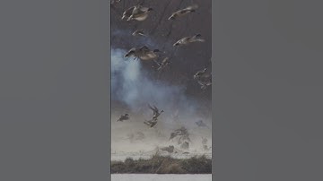 Rocket netting and duck banding with @CaliforniaWaterfowl #hunting #duckhunting #conservation