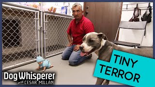 How To Train Dog With Fear Of Children | Dog Whisperer With Cesar Millan by Dog Whisperer 30,834 views 3 weeks ago 6 minutes, 23 seconds