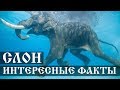 Интересные факты о Слонах